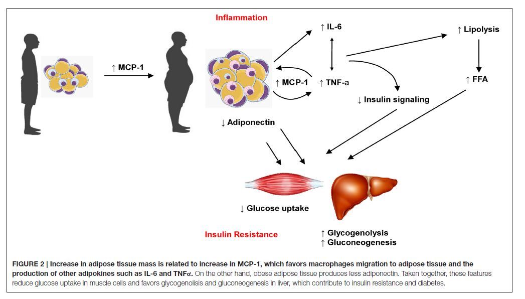 Odoo • Tekst en afbeelding